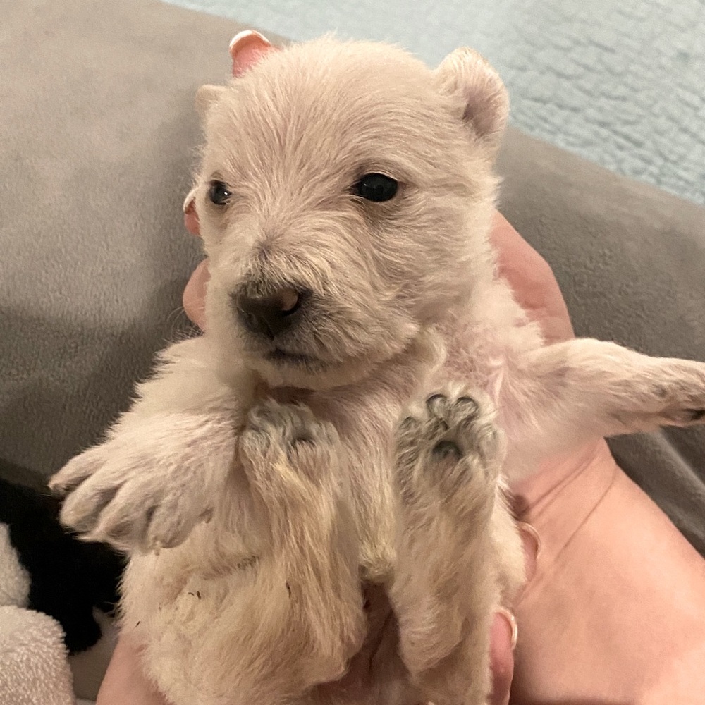 Meet your Posher, Naomi